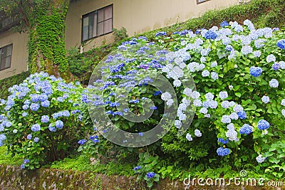 Light dark blue Hydrangea bushes, Hakone, Japan Stock Photo