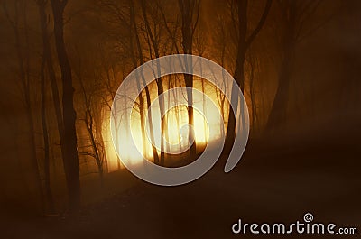 Light in dark forest with fog on Halloween Stock Photo