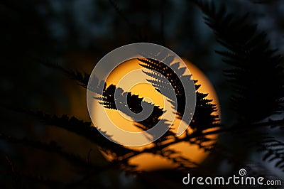 Light in dark garden night. Old lamp behind the leaves. Stock Photo