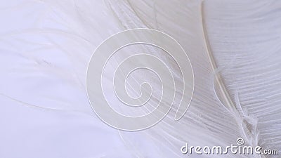 Light, delicate ostrich feather. White feather on a white. Stock Photo