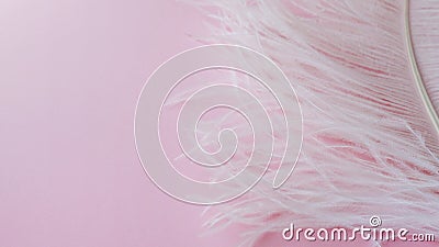 Light, delicate ostrich feather. White feather on a pink Stock Photo
