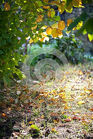 The light falls on the emerging autumn yellow leaves in the forest path Stock Photo