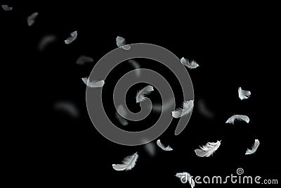 Light fluffy white feathers floating in the dark. feather abstract background Stock Photo