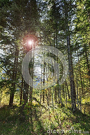 Light in the forest with the back light and lens flares Stock Photo