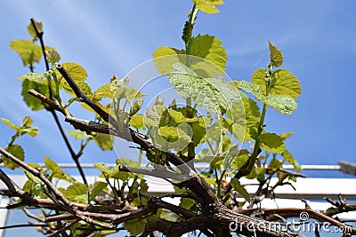 light green vine leaves in springtime Stock Photo