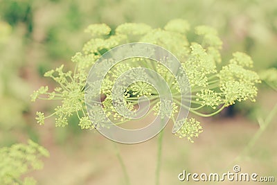 Light green macro dill flower Stock Photo