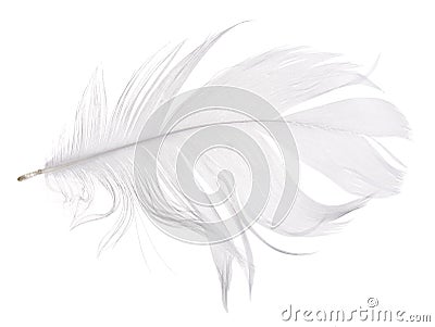 Light grey goose feather isolated on white Stock Photo