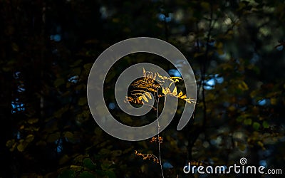 Light Of Hope Concept: Leaves Glowing In Sunlight In A Dark Mysterious Fantasy Forest. Autumn, Fall Colorful Foliage. Stock Photo