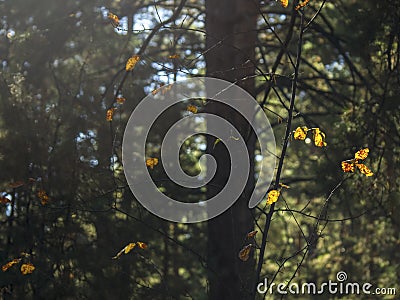 Light Of Hope Concept: Leaves Glowing In Sunlight In A Dark Mysterious Fantasy Forest. Autumn, Fall Colorful Foliage. Stock Photo