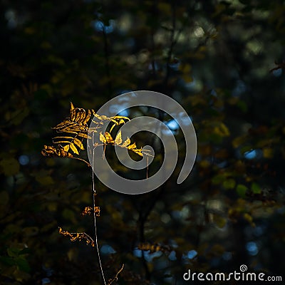 Light Of Hope Concept: Leaves Glowing In Sunlight In A Dark Mysterious Fantasy Forest. Autumn, Fall Colorful Foliage. Stock Photo