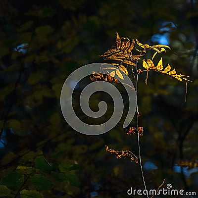 Light Of Hope Concept: Leaves Glowing In Sunlight In A Dark Mysterious Fantasy Forest. Autumn, Fall Colorful Foliage. Stock Photo