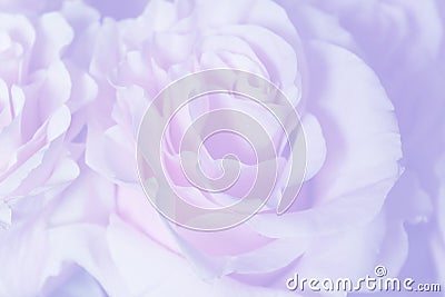 Light lavender background with wonderful tender rose Stock Photo