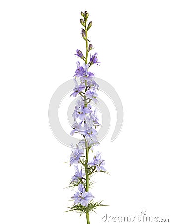 Light lilac flower of Delphinium isolated on white background Stock Photo