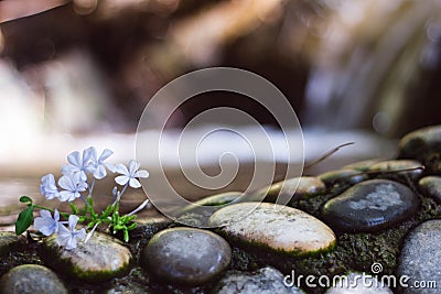 Light lilac small flowers on black and white stones on the background of the waterfall. Close up. Wet stones near the water. Stock Photo