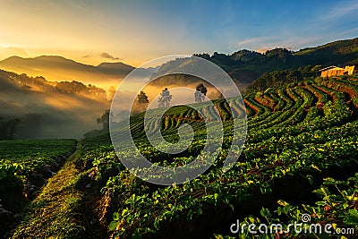Light morning mist the strawberry farm is Ang Khang in Thailand. Stock Photo
