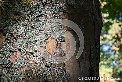 Light Moss Bark Tree Trunk Dramatic Contrast Texutre Stock Photo