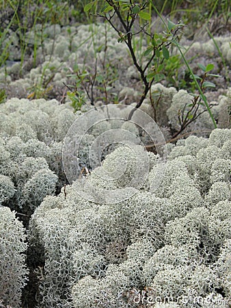 Light moss, white moss, Stock Photo