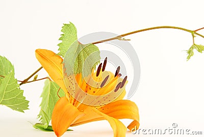 Light orange lily flower Stock Photo