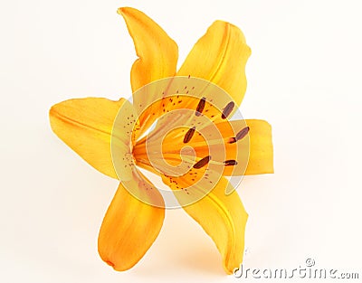 Light orange lily flower Stock Photo