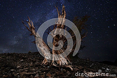 Light Painted Landscape of Stars in Bristlecone Pines Stock Photo