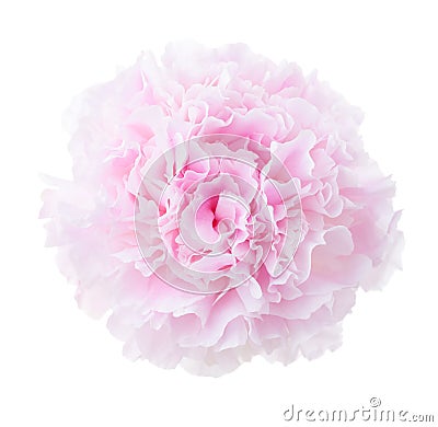 Light pale pink Peony isolated on white background. Close-up Stock Photo