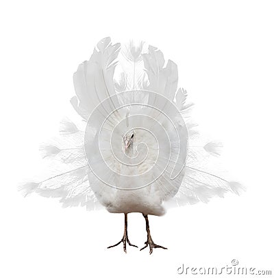 Light peacock isolated on white Stock Photo