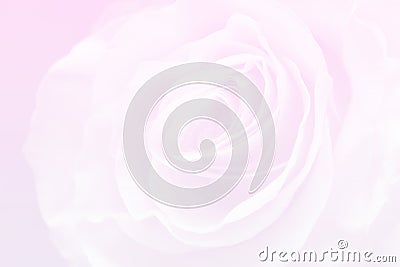 Light pink background with wonderful tender rose Stock Photo
