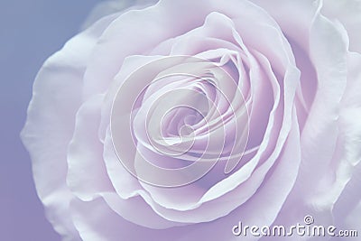 Light pink , blue, grey background with wonderful tender rose Stock Photo