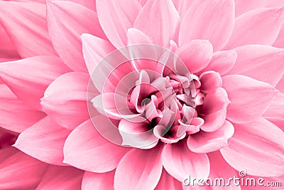 Light pink dahlia flower macro photo. Concept image for motherâ€™s day, valentines day, wedding, love. Stock Photo