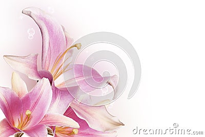 Light pink flower lily Stock Photo