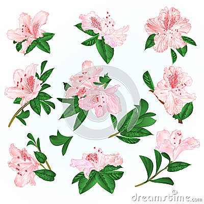 Light pink flowers rhododendrons and leaves mountain shrub on a blue background vintage vector illustration editable Vector Illustration