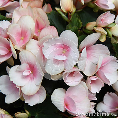 Light pink flowers of tuberous begonias Stock Photo