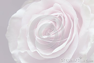 Light pink , grey background with wonderful tender rose Stock Photo
