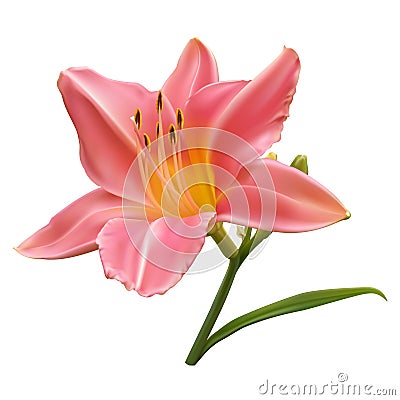 Light pink lily Vector Illustration