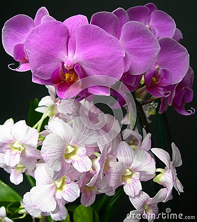 Light pink and mauve orchids Stock Photo