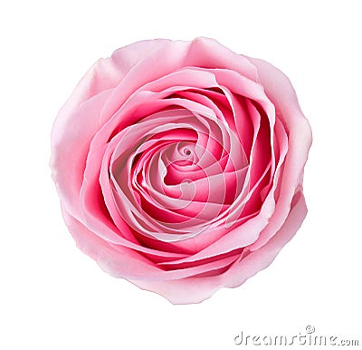 Light pink rose isolated on white background Stock Photo