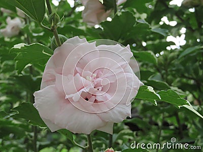 Light Pink Rose Of Sharon Flower Stock Photo