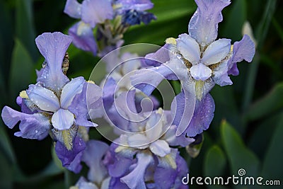 Light purple blue iris flowers covered with water drops after watering. Top view of blooming irises on flowerbed in garden. Stock Photo