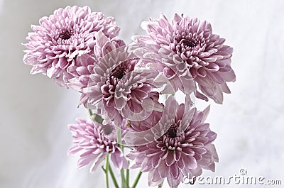 Light purple chrysanthemum flowers on grungy white Stock Photo