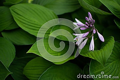 Light purple flowers buds of hosta with large patterned green leaves. Perennial grows in garden. Top view. Close-up Stock Photo