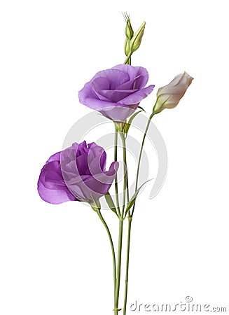 Light purple flowers Stock Photo