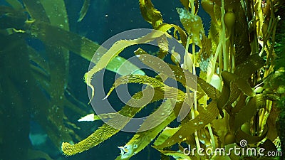 Light rays filter through a Giant Kelp forest. Macrocystis pyrifera. Diving, Aquarium and Marine concept. Underwater close up of Stock Photo