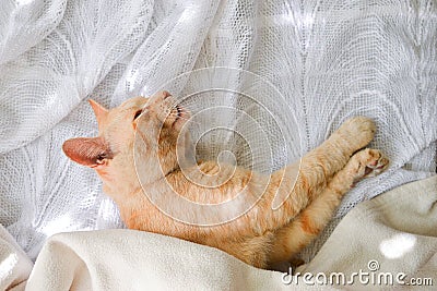 Light red cat on a white blanket, light from the window. A cute ginger cat lies under a white blanket on the windowsill Stock Photo