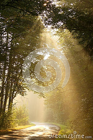 Light of the rising sun falls in the autumn woods Stock Photo