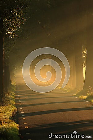 Light on the road with trees Stock Photo