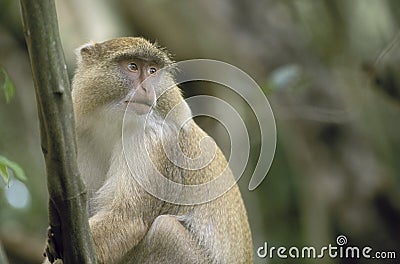 Light Samango Monkey, South Africa Stock Photo
