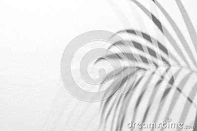 Light and shadow leaves,palm leaf on grunge white wall concrete background.Silhouette abstract tropical leaf natural pattern for w Stock Photo
