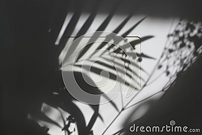 Light and shadows leaf palm reflection. Empty Blank texture canvas paper card with copy space. Minimalism template background Stock Photo