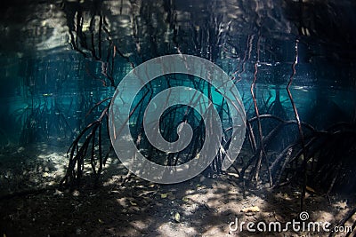 Light and Shadows in Raja Ampat Mangrove Stock Photo