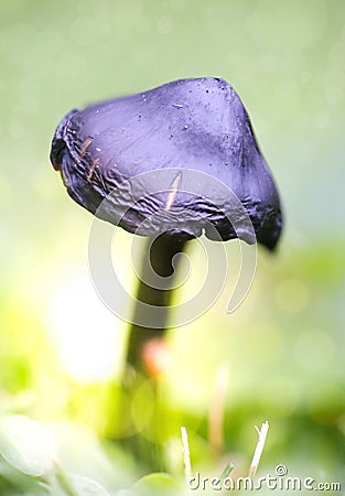 Dreamy and mystical mushroom macro - light source behind mushrooms Stock Photo